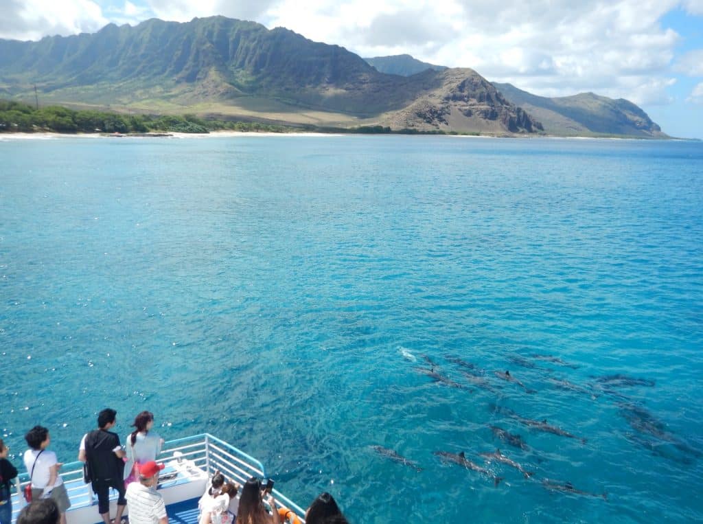 Dolphin watch Oahu